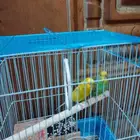 طيور الحب للبيع