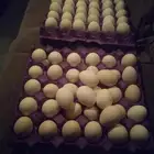 يوجد بيض دجاج بلدي الطبق 28 ريال