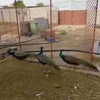 ما شاء الله ذكرون طاووس عمر سنه ما شاء الله ذيله بدن تطلع مش