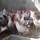 دجاج فيومى بياض