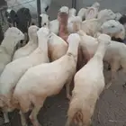 خرفان بلادي العدد 15ذكور و2رخيال الموقع العيدابي