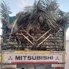 سعف نخل جديد أخضر للعرايش والمظلات