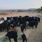 معزه عوارض وحريات