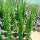 تنسيق حدائق
