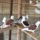 حمام قطيفي مكتف