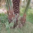 يوجد لدينا جميع انواع أنخيل عربي لتواصل