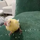 انثى كناري لتبني