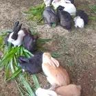 سلام عليكم تعرض لكم أرانب بلدي صحه ممتازة ذكور واناث عمرها 5