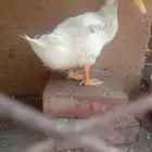 بط فروخ