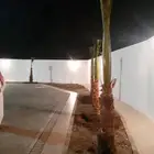 نخل متوفر في الخميس ابهاء ومحايل عسير.والدرب