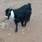 عنز تامه شباب معها جفره