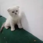 قطط اسكوتش شهريين للبيع للبيع