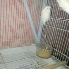 جاز طيور الحب للبيع