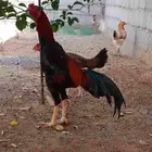 طقم دجاج باكستاني