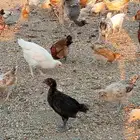 صوص بلدي مشكل