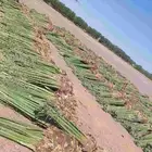 نخيل عربي مثمر فروخ وجثايث