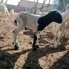 مشروع فحل فاخرة من حلال معروف