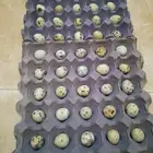 بيض سمان للبيع