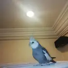 ذكر كروان وايت فيس للتبادل