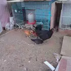 دجاج بلدي .دجاجة معاها خمسة ..