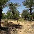 ارض زراعي للبيع الجبيل الصناعيه