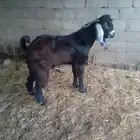 تيس فحل عارضي إذرا عمره 10 شهور حار ماشاء الله