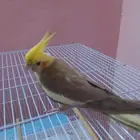 كروان اليف ومنتج
