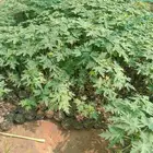 بباي ردليدي من اجودانواع البباي