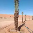 ابو عزام التوريد النخيل العربي جميع مقاساته