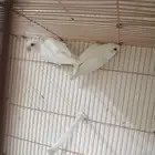 جوز روز منتج