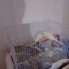 طيور للبيع