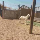 رخال رفدي