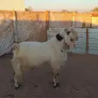 تيس مصري فحل حارر سنة تام