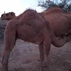 قعود كفووو