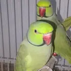 ذكر ببغاء دره هندي