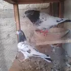 جوز حمام باكستاني تيدي بيور
