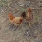دجاجه