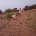 ديك سندي فولي تب تب