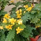 للبيع أشجار