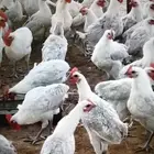 ديوك فيومي العمر ابع اشهر تقريبا