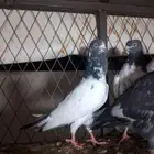 حمام باكستاني