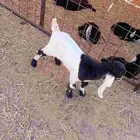 عنز حدره تيس عمره ربيعيه عمر التيس خمس ايام