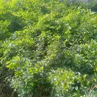 اشجارمسدات لوز شوكي ونيم موجودفل بلدي