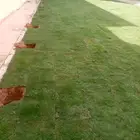 اجود انواع التيل