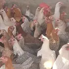 دجاج بياض اعمار 8و9شهور