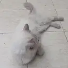 قط ذكر للتبني