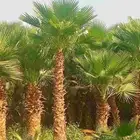 نخل واشنطن ابو مروحه درجه اولى نحيف