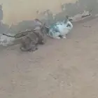 ارانب بلدي
