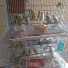 للبيع اجوز طيور الحب منتجين