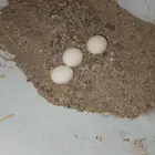 دجاجه تحته ثلاث بيضات